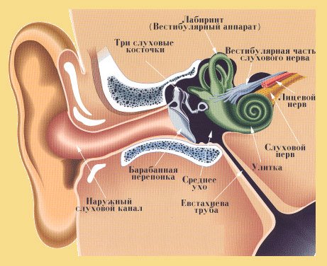 Изображение 2: Шум в ушах - клиника Семейный доктор