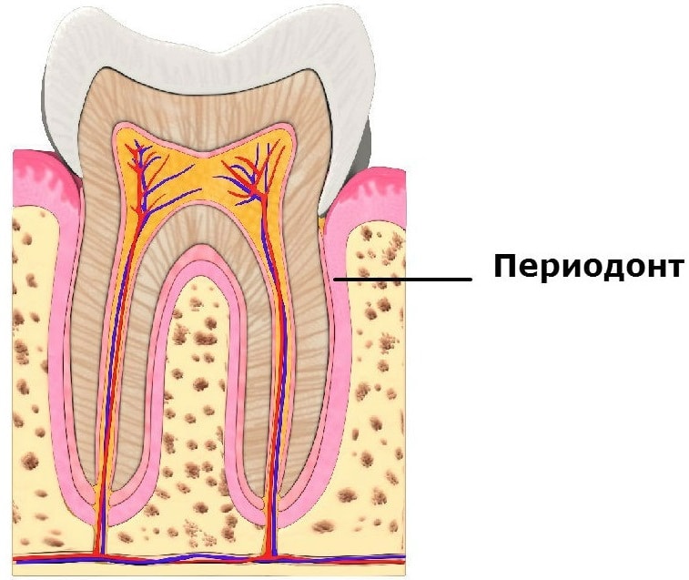 https://www.fdoctor.ru/periodont.jpg