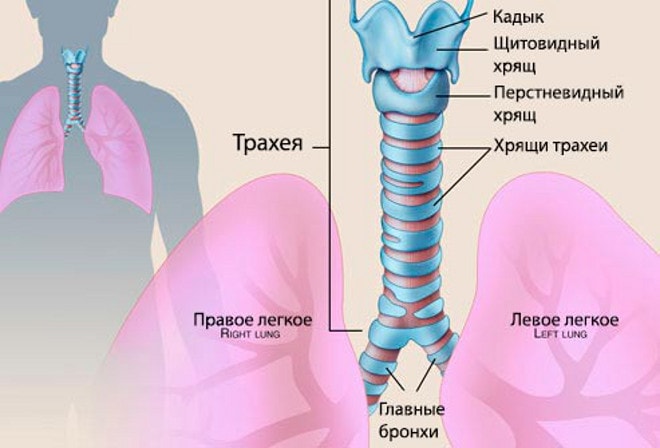 Трахеит — что это, причины, симптомы, лечение | Блог | Complimed