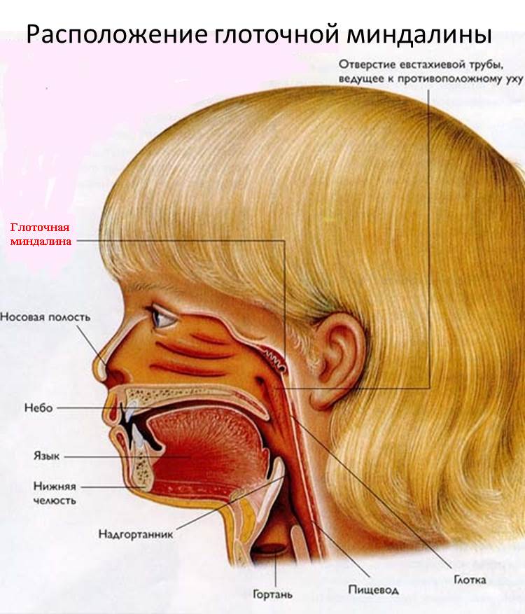 Изображение 1: Аденоиды - клиника Семейный доктор