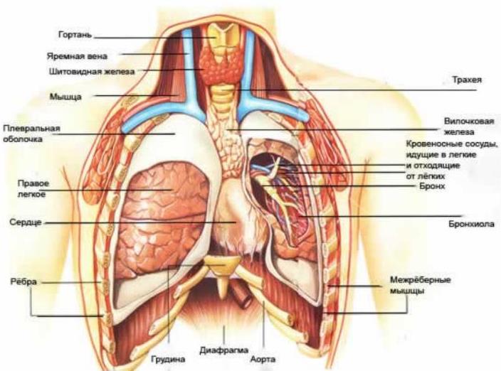 Где Болят Легкие У Человека Фото