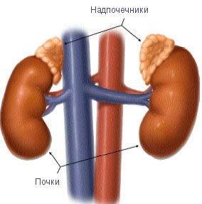 Надпочечники