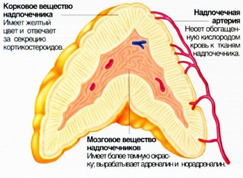 Строение надпочечника