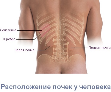 Изображение 4: Болит поясница - клиники АО Семейный доктор