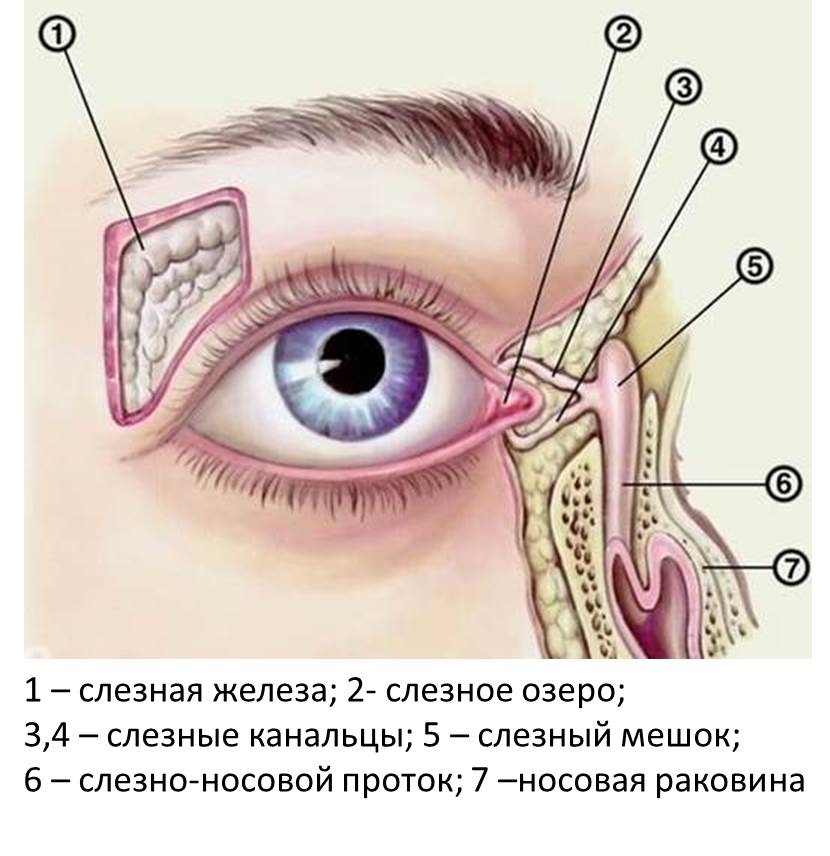 Изображение 2: Слезятся глаза - клиника Семейный доктор