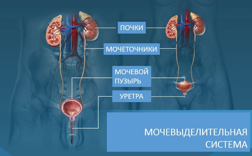 Доброкачественные новообразования мочевой системы