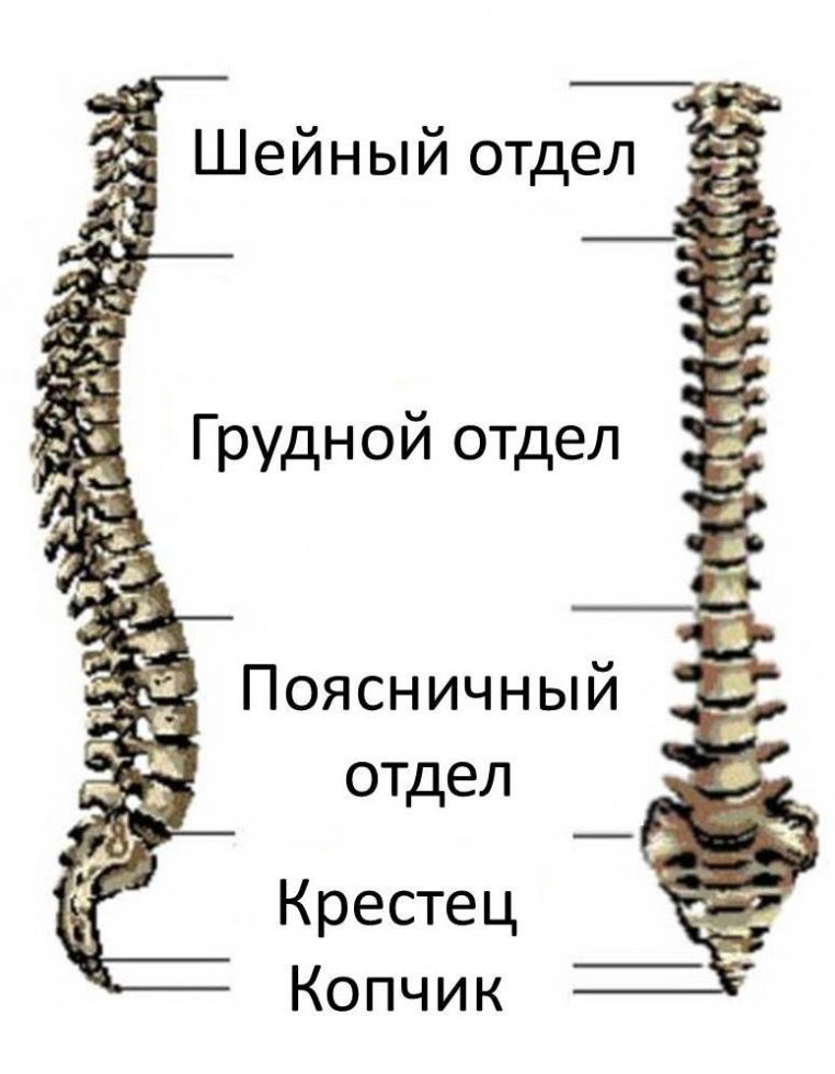 Где Находится Грудной Отдел Позвоночника Фото