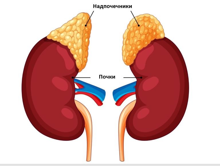 Оценка функции надпочечников - Сеть клиник АО Семейный доктор (Москва) - Изображение1