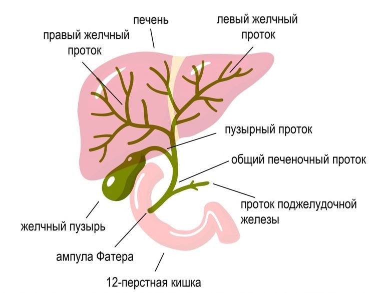 МРХПГ - Сеть клиник АО Семейный доктор (Москва) - Изображение 1