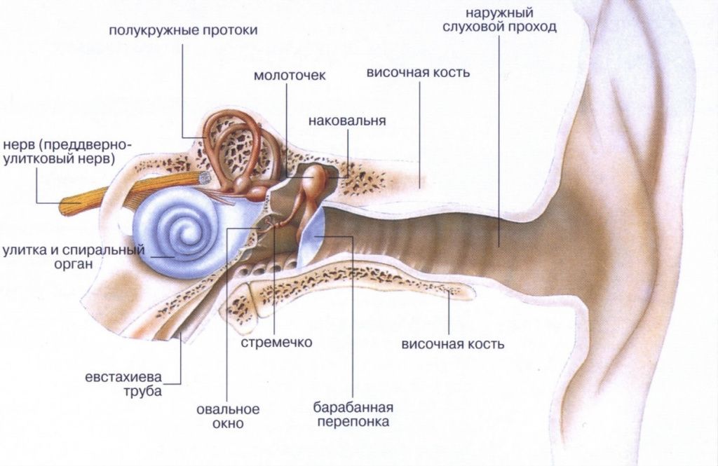 Изображение 2 - Строение уха. Клиника Семейный доктор