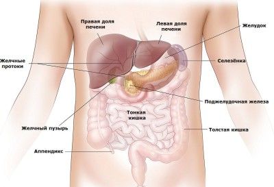 Строение Органов Брюшной Полости Человека Фото