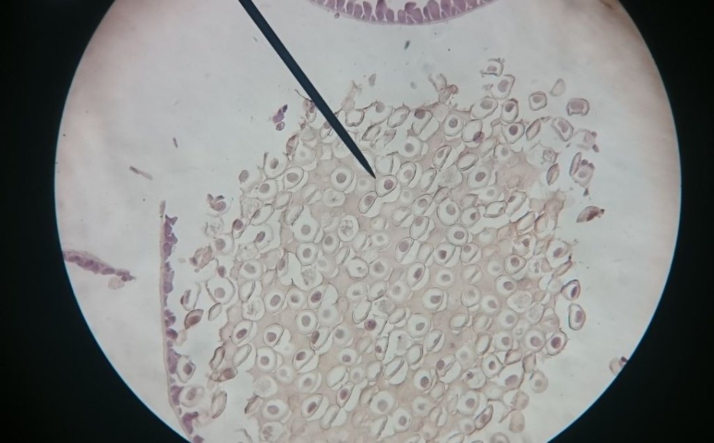 Цитология - Сеть клиник Семейный доктор (Москва) - Изображение 1