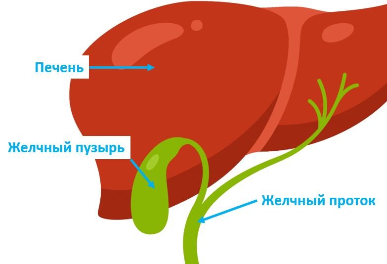 Дискинезия желчных путей - Сеть клиник АО Семейный доктор (Москва) - Изображение 1