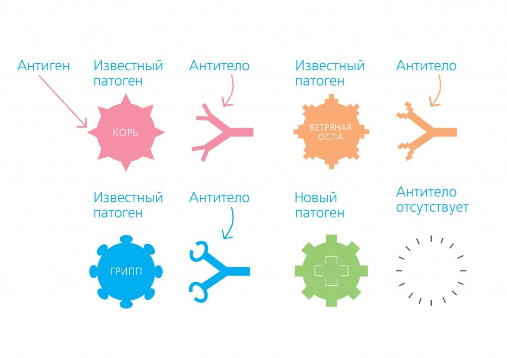 Как действуют прививки - Сеть клиник АО Семейный доктор - Рисунок 1