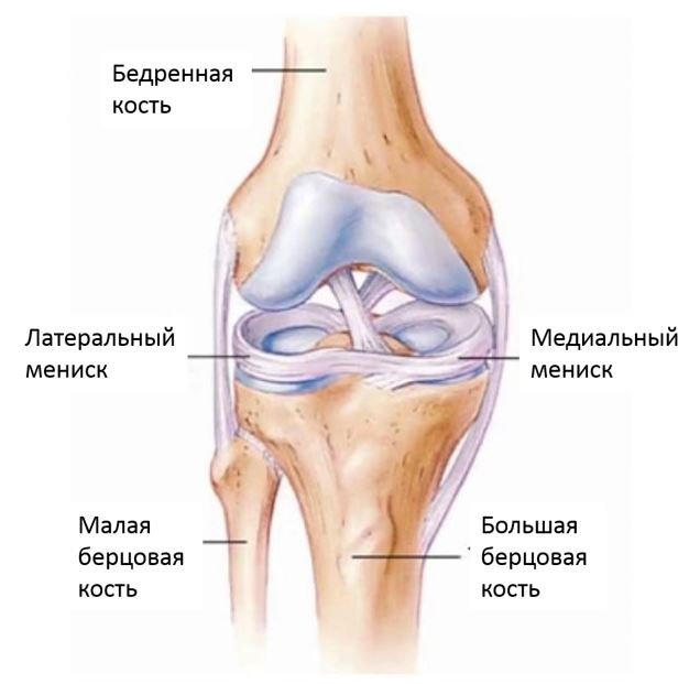 Разрыв мениска - Сеть клиник АО Семейный доктор (Москва) - Фото 1