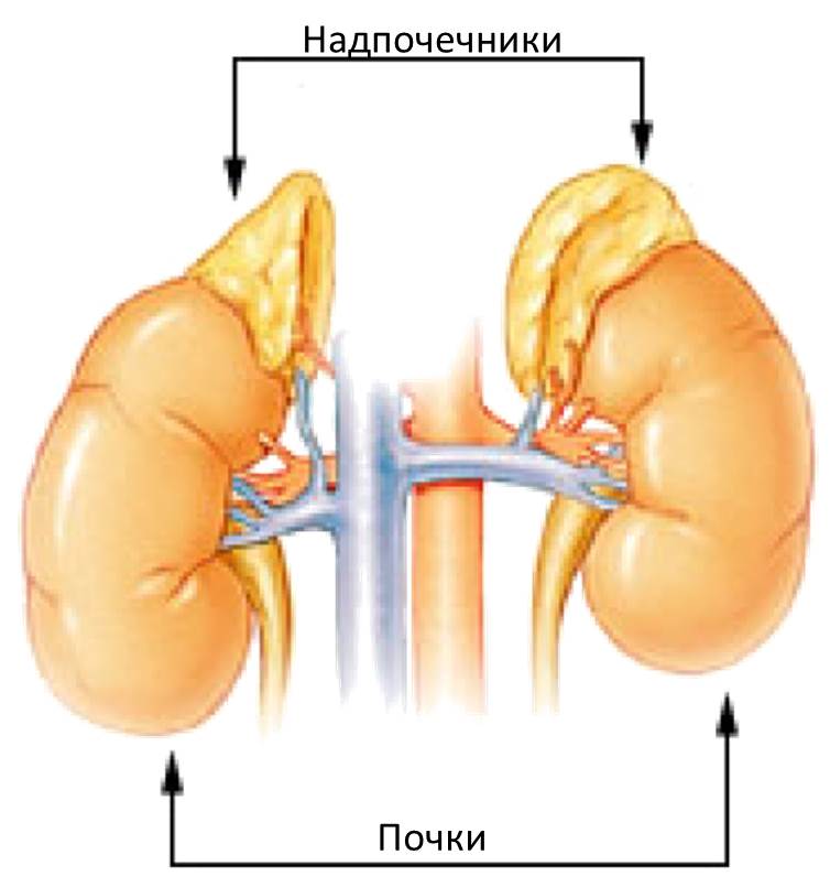 Где Находятся Надпочечники У Человека Фото