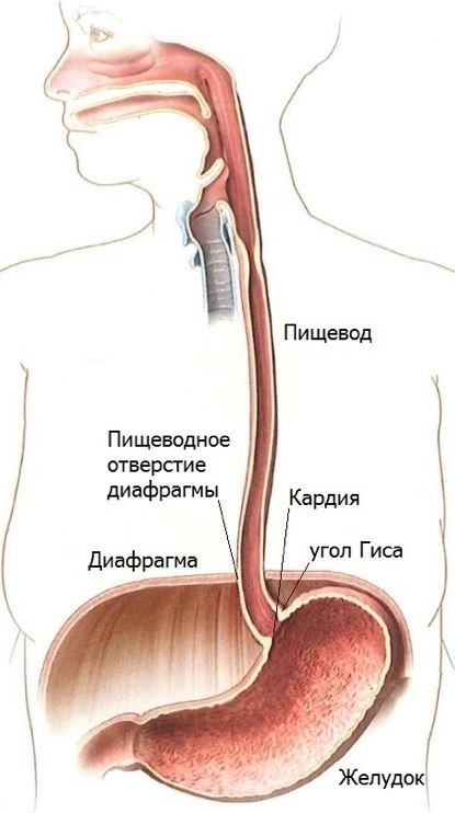 Грыжа пищеводного отверстия диафрагмы - АО Семейный доктор (Москва) - Изображение 1